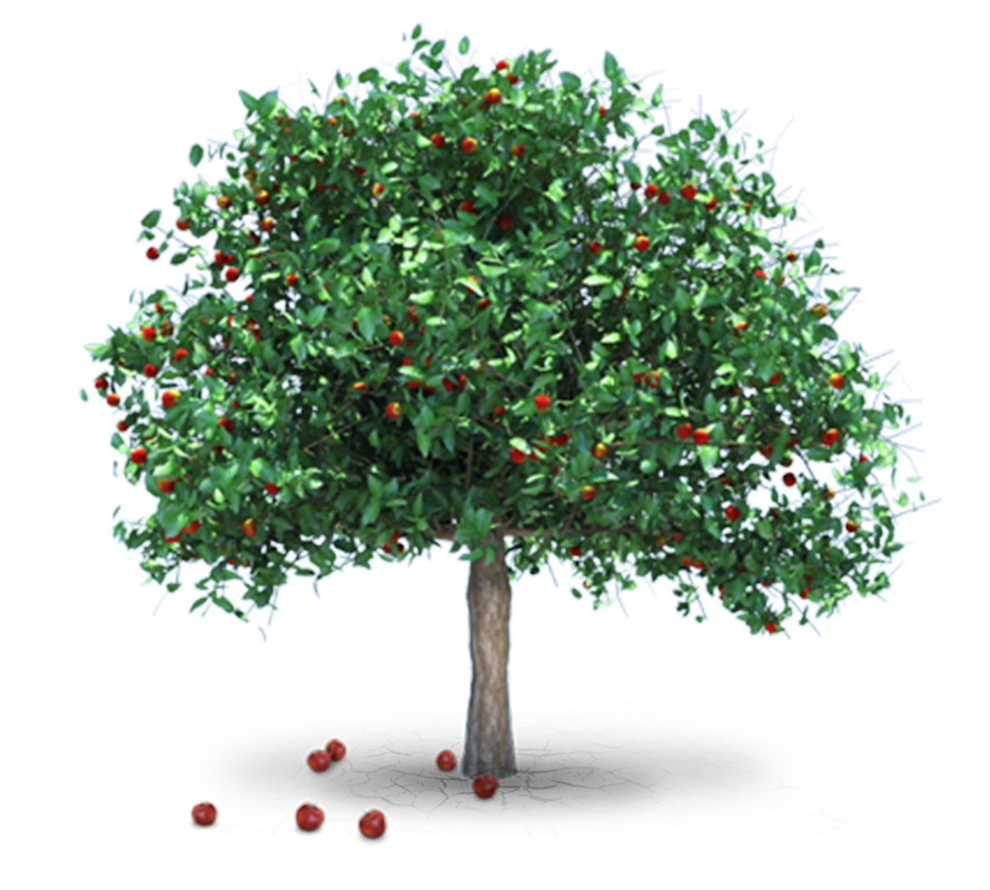 On the fruit you see the tree!